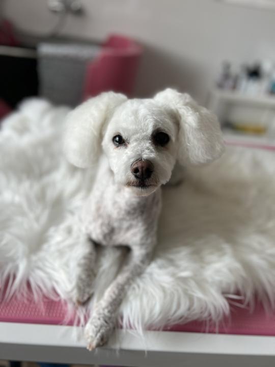 Lilly